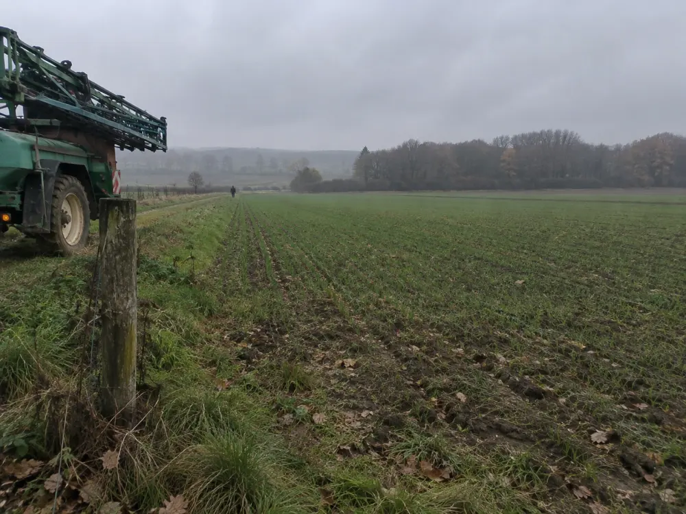 Un champ de blé qui lève en automne, un pulvérisateur garé en bordure